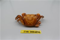 藏品(中型東方蟹)的圖片